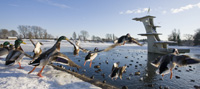 Ducks Taking Off at Coate Water